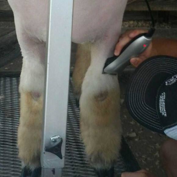 Meet your Posher, Chase - Picture 1 of 1